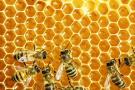 Včelařství pro novou generaci- TERMÍN UPŘESNÍME  1